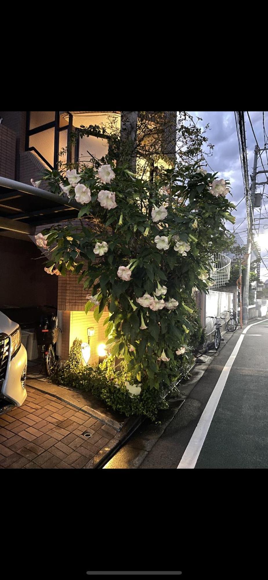 新宿安靜の家-A Quiet Home In Shinjuku - A 26 Square Meter Double Bed Room That Feels Like Home Tokyo Esterno foto