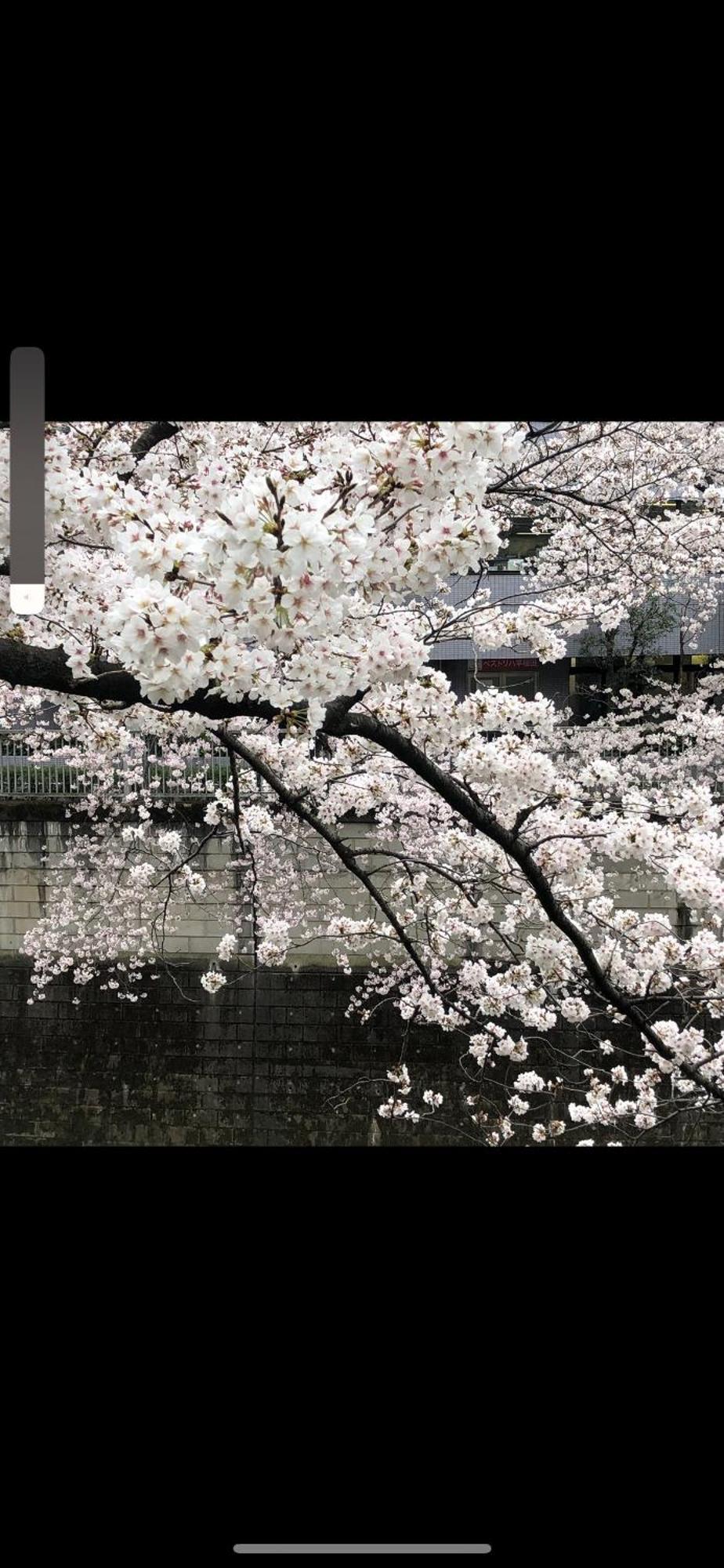 新宿安靜の家-A Quiet Home In Shinjuku - A 26 Square Meter Double Bed Room That Feels Like Home Tokyo Esterno foto