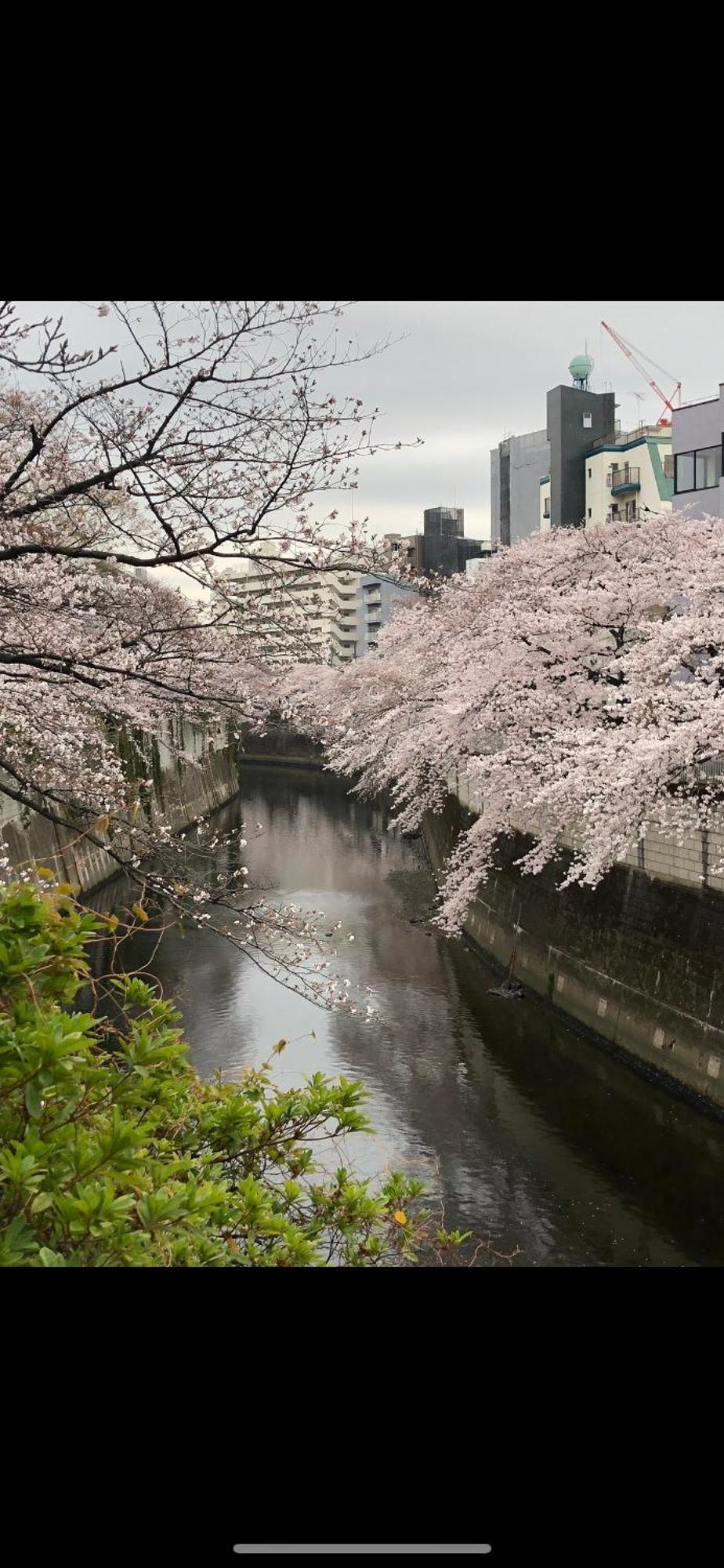 新宿安靜の家-A Quiet Home In Shinjuku - A 26 Square Meter Double Bed Room That Feels Like Home Tokyo Esterno foto