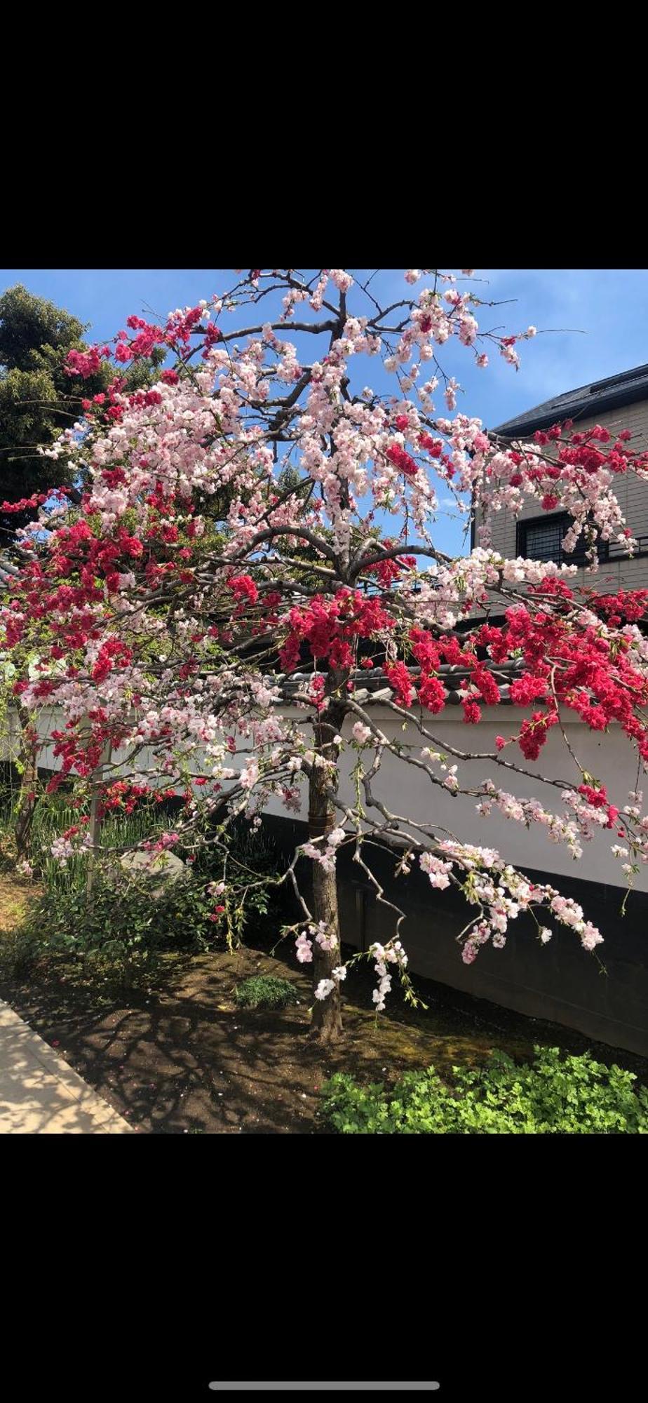 新宿安靜の家-A Quiet Home In Shinjuku - A 26 Square Meter Double Bed Room That Feels Like Home Tokyo Esterno foto
